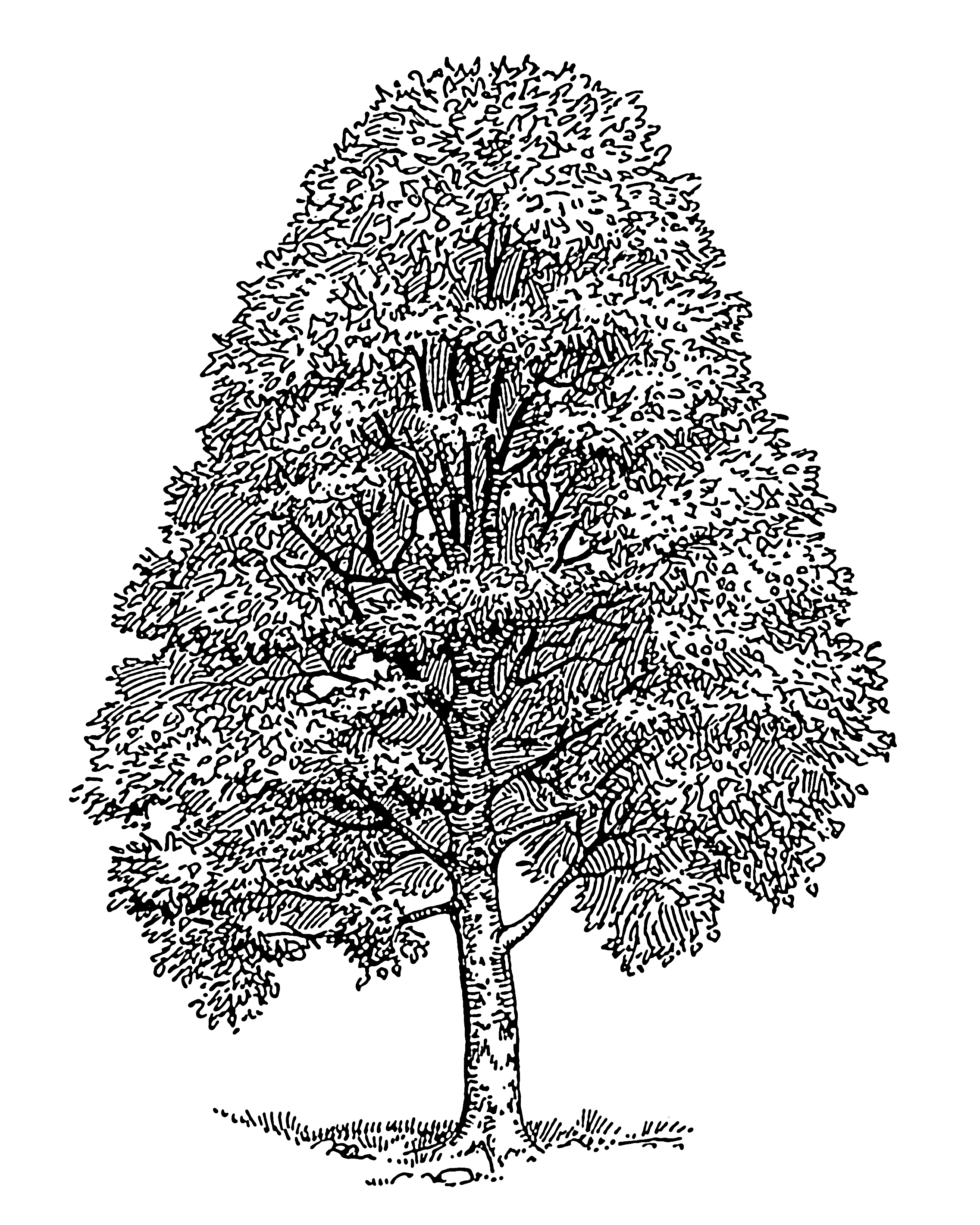 File:Beech tree 001.png - The Work of God's Children