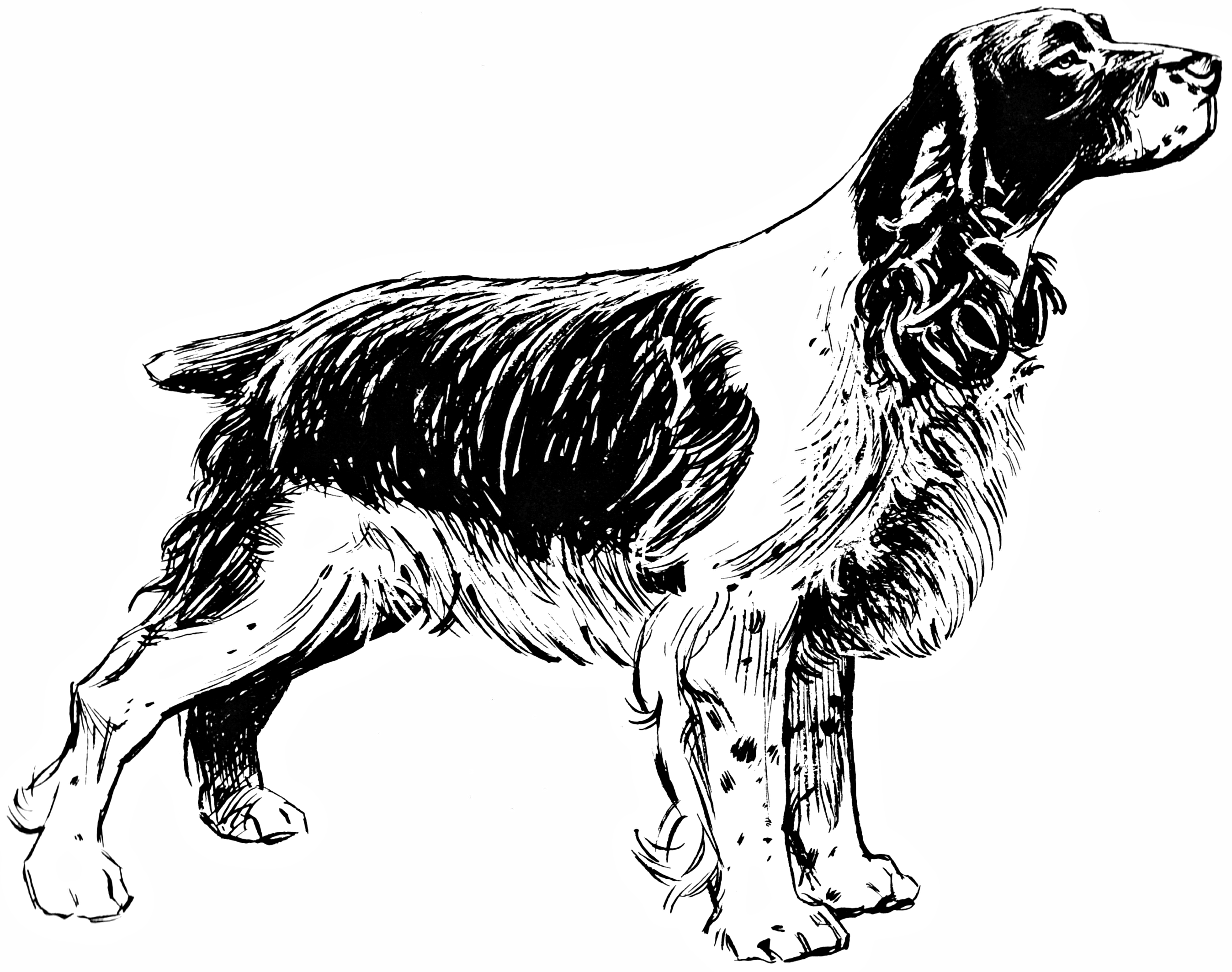 Spaniel_001.png