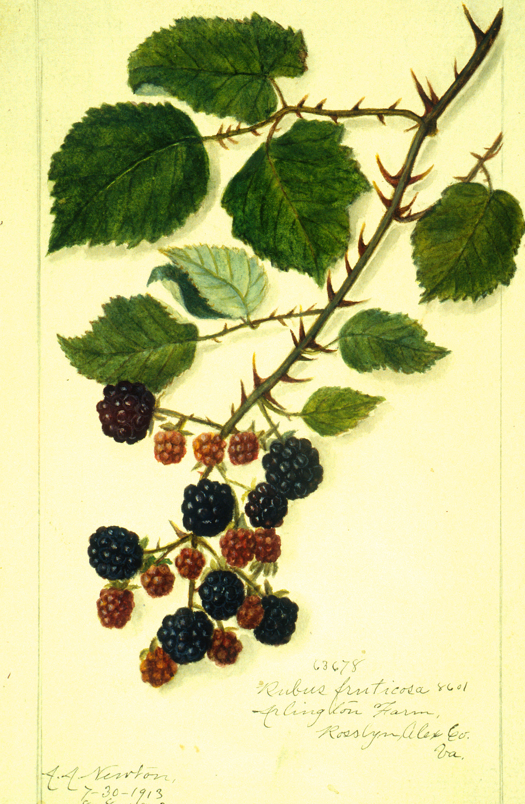 blackberry illustration | Blackberry plants, Plant doodle, Blackberry