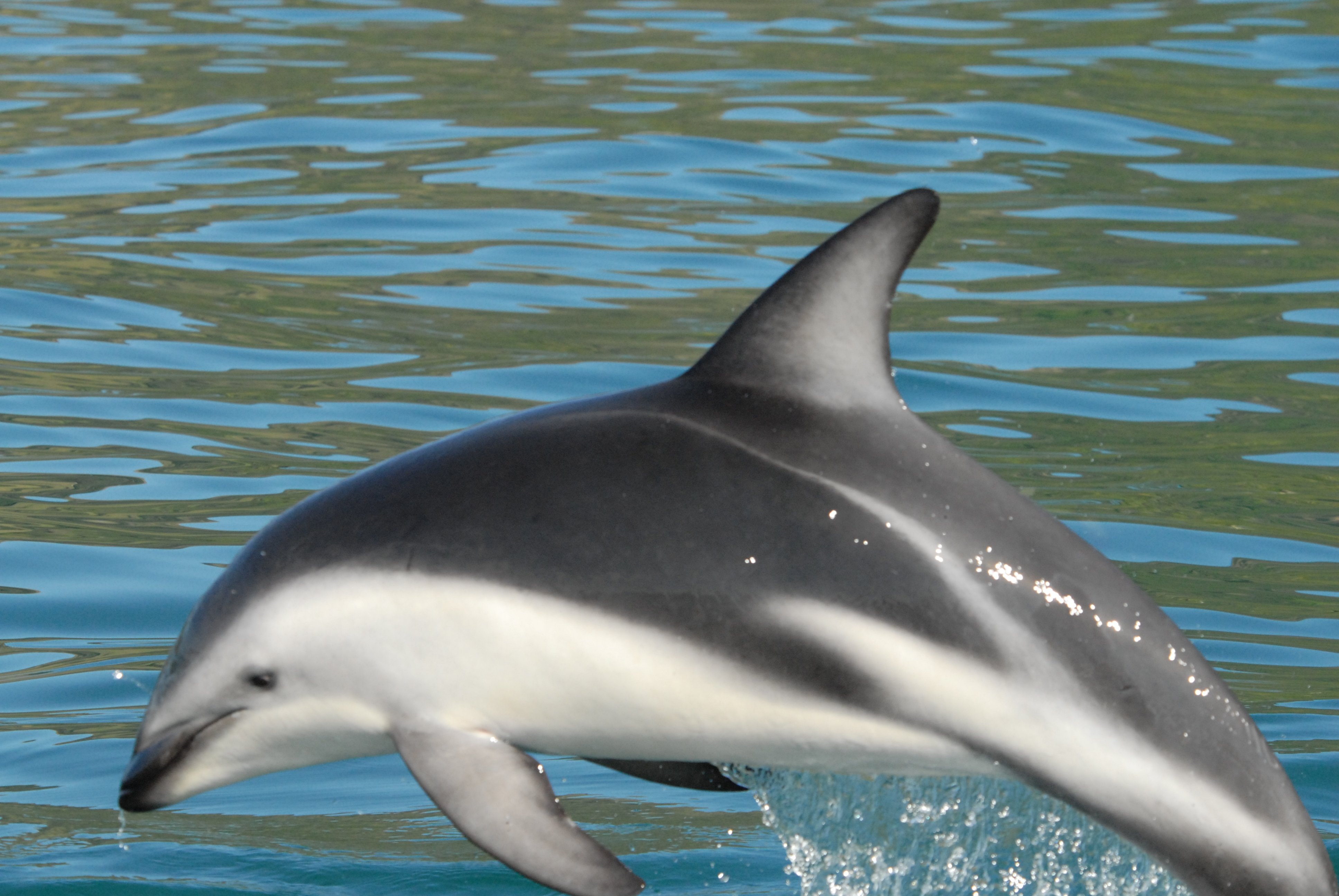 Тусклый Дельфин