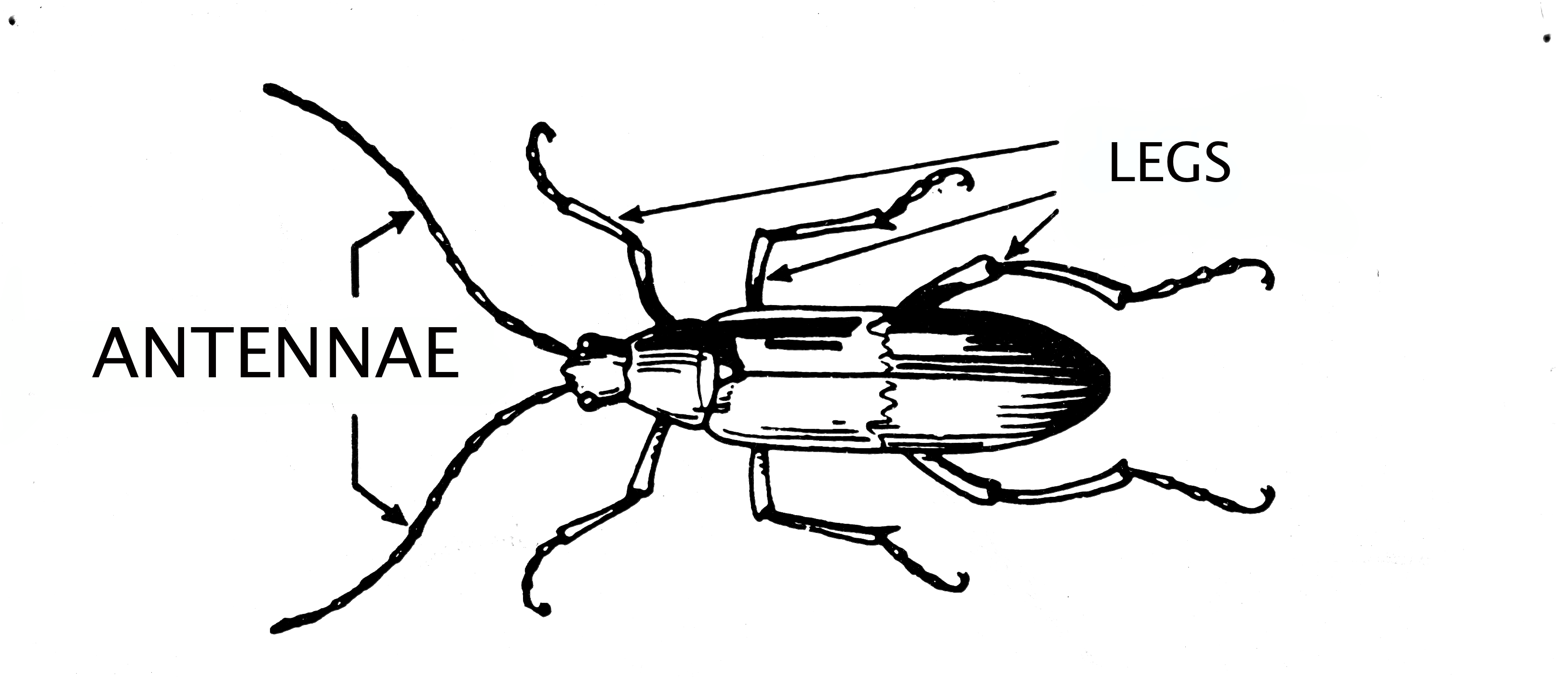 Resultado de imagen de antennae arthropods