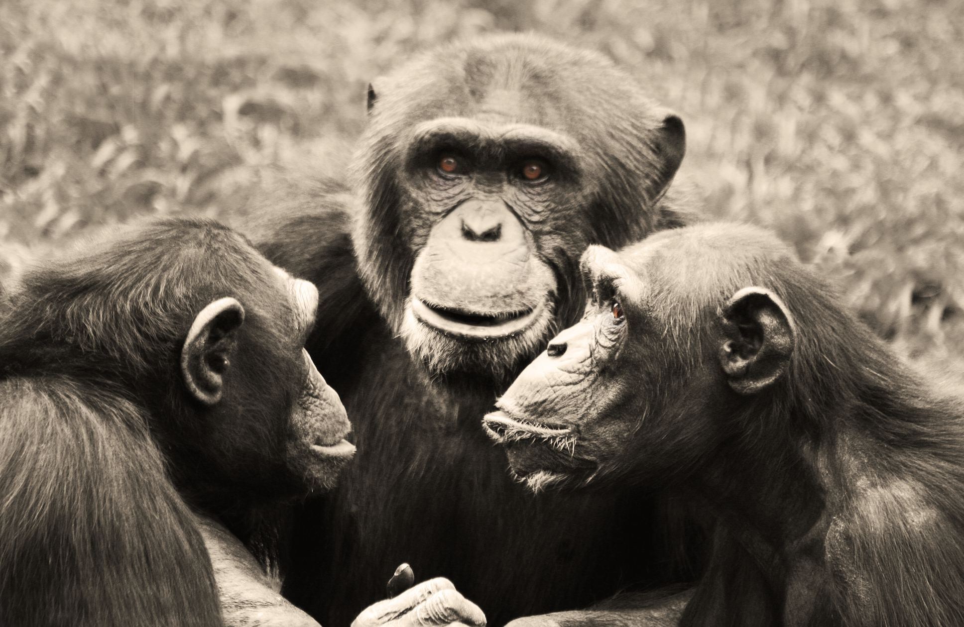 Три шимпанзе