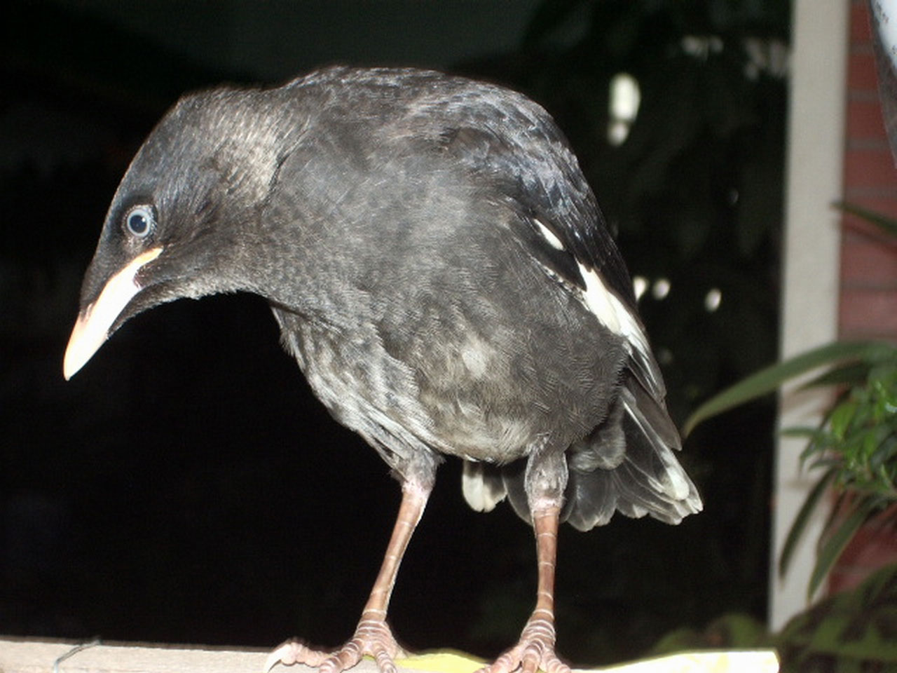 Hawaiian Mynah Bird