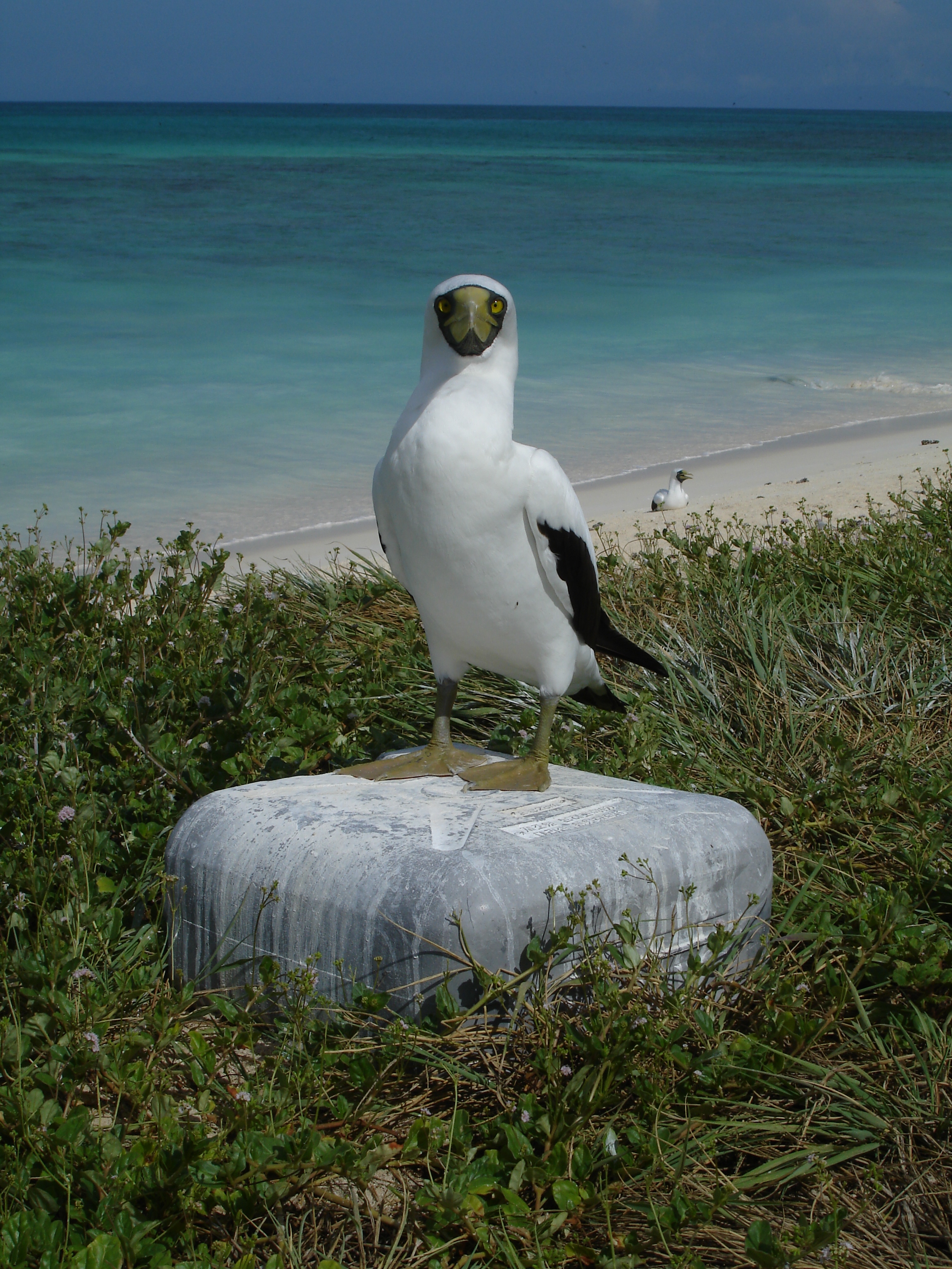 File:Masked booby 1586.jpg - The Work of God\u0026#39;s Children