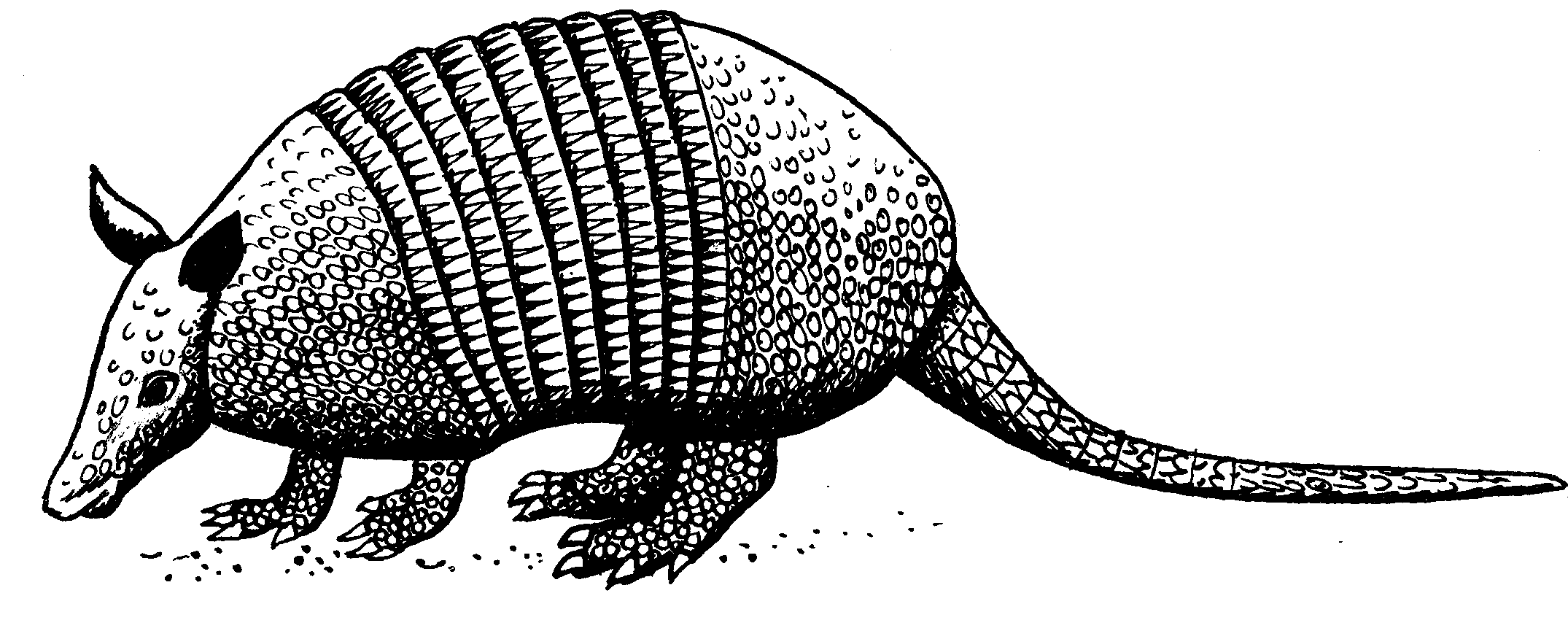 File:Texas Armadillo (PSF).png - The Work of God's Children