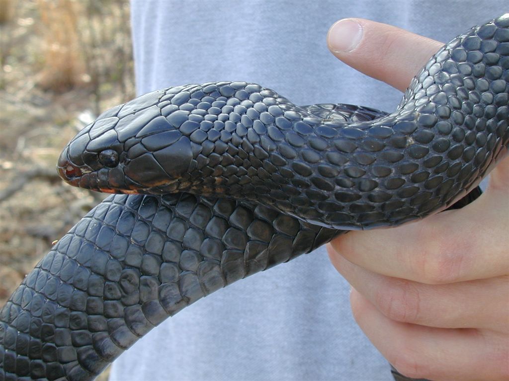 eastern indigo snake