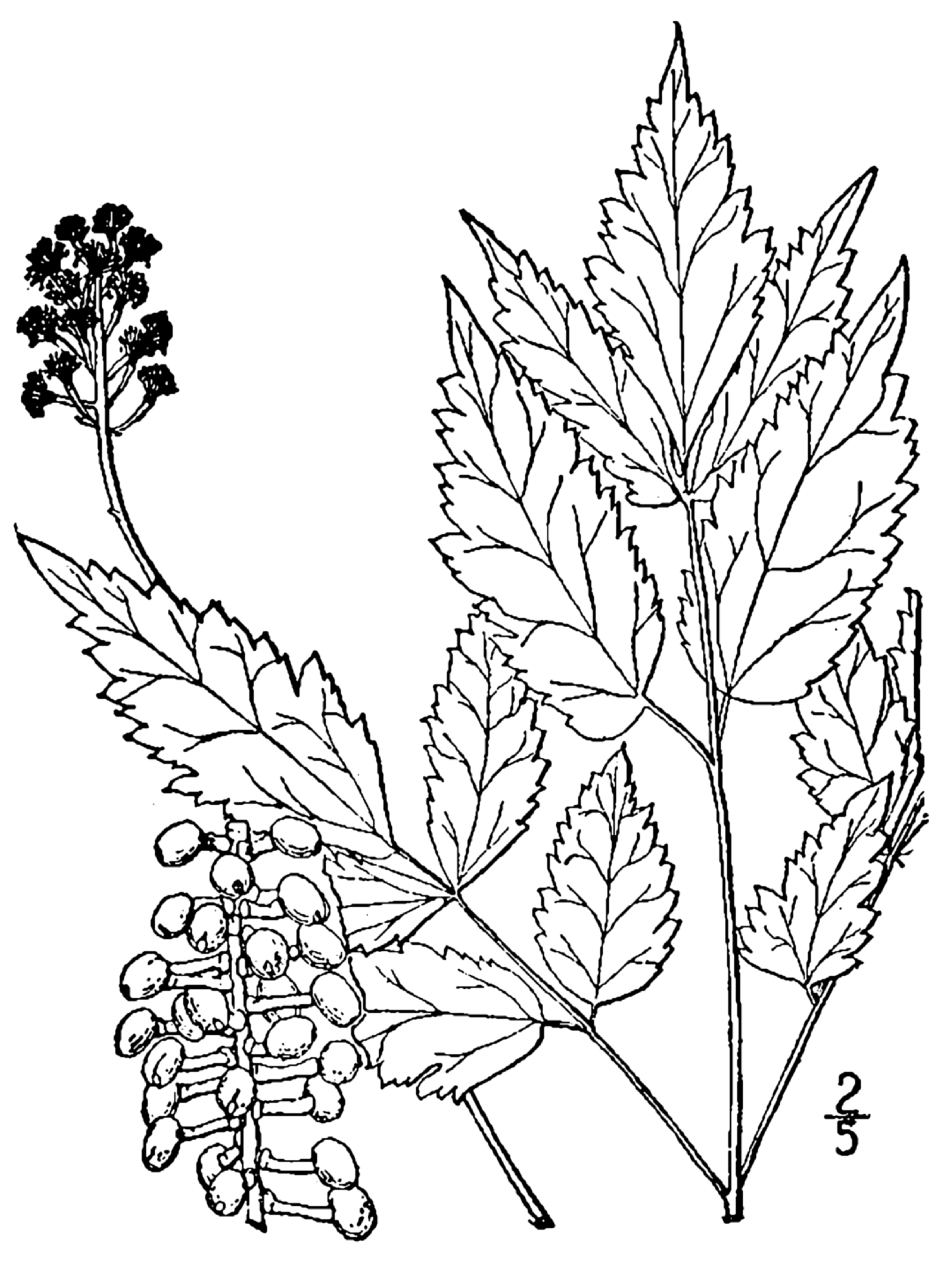 Actaea_pachypoda_drawing.png