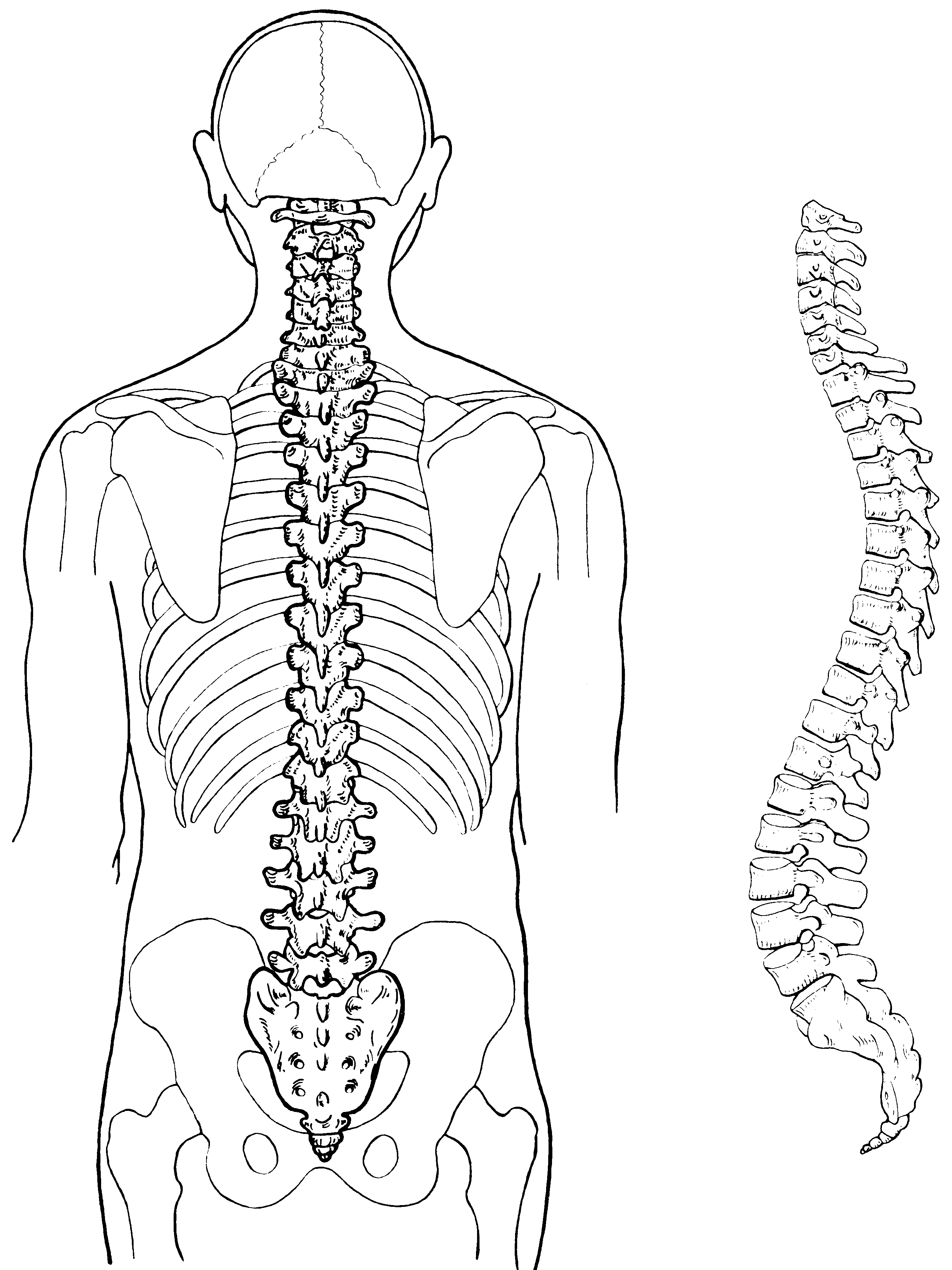 Human Spine Coloring Pages