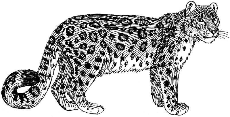 File:Snow Leopard 001.png - The Work of God's Children