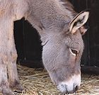 Gray Donkey